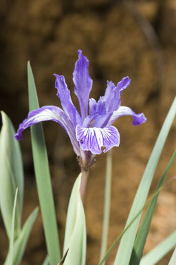 Image of bowltube iris