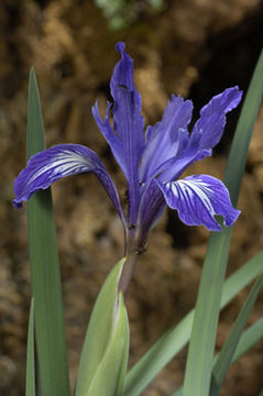 Image of bowltube iris