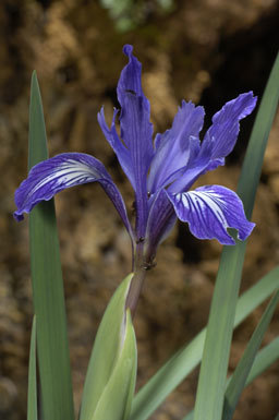 Image of bowltube iris