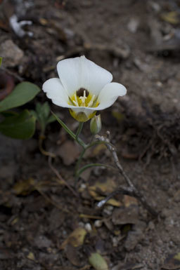 Calochortus leichtlinii Hook. fil. resmi