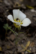 Calochortus leichtlinii Hook. fil. resmi