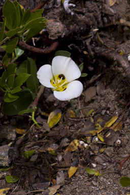 Calochortus leichtlinii Hook. fil. resmi