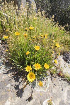 Wyethia angustifolia (DC.) Nutt. resmi