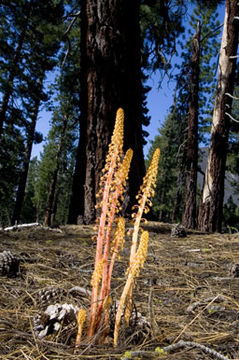 Image of woodland pinedrops