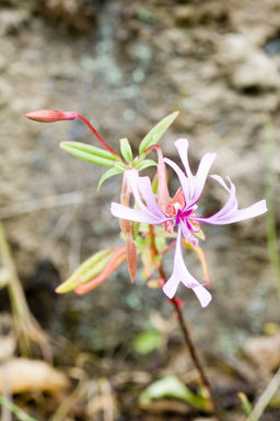 Image of red ribbons