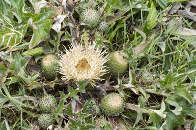 Imagem de Cirsium quercetorum (A. Gray) Jepson