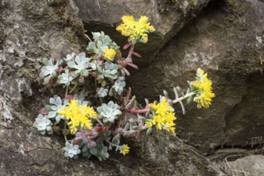 Imagem de Sedum spathulifolium Hook.