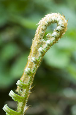 Sivun Polystichum munitum (Kaulf.) C. Presl kuva