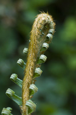 Sivun Polystichum munitum (Kaulf.) C. Presl kuva