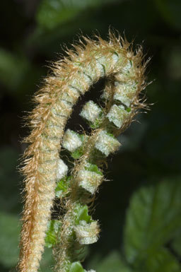 Sivun Polystichum munitum (Kaulf.) C. Presl kuva