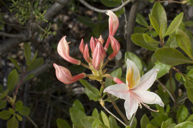 صورة Rhododendron occidentale (Torr. & Gray) A. Gray