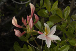 صورة Rhododendron occidentale (Torr. & Gray) A. Gray