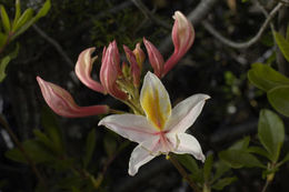 صورة Rhododendron occidentale (Torr. & Gray) A. Gray