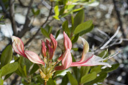 صورة Rhododendron occidentale (Torr. & Gray) A. Gray