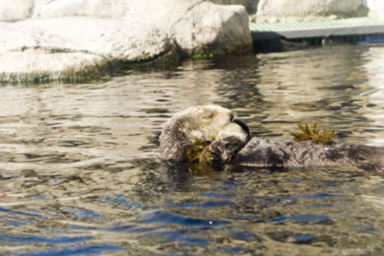 Image of Sea Otter