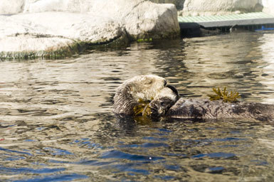 Image of Sea Otter