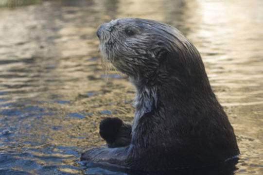 Image of Sea Otter