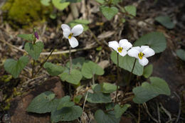 صورة Viola ocellata Torr. & Gray