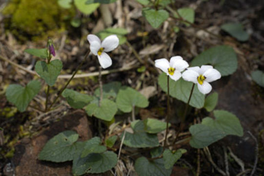 Слика од Viola ocellata Torr. & Gray