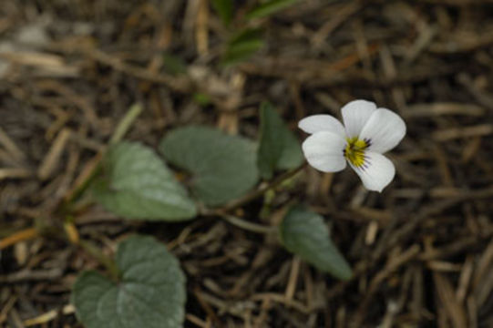 Image de Viola ocellata Torr. & Gray