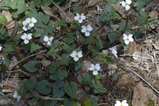 صورة Viola ocellata Torr. & Gray