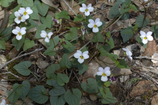 Image de Viola ocellata Torr. & Gray