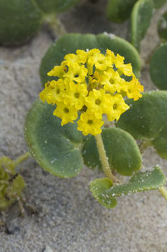 Image of coastal sand verbena