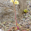 Imagem de Chylismia brevipes subsp. pallidula (Munz) W. L. Wagner & Hoch