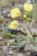 Imagem de Chylismia brevipes subsp. pallidula (Munz) W. L. Wagner & Hoch