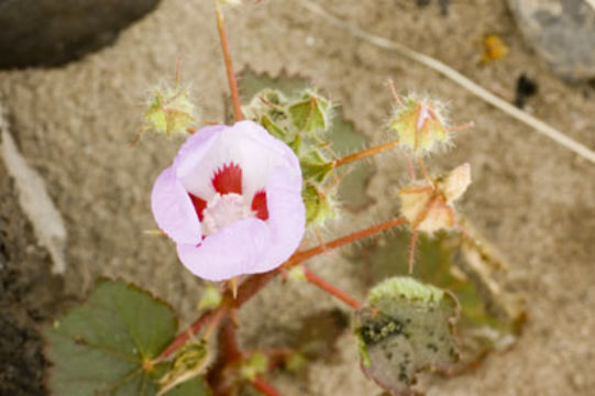 Imagem de Eremalche rotundifolia (A. Gray) Greene