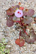 Imagem de Eremalche rotundifolia (A. Gray) Greene