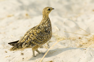 Image of Burchell's Sandgrouse