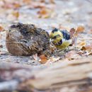 Image of Crested Barbet