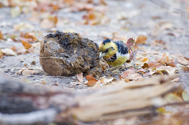 Image of Crested Barbet