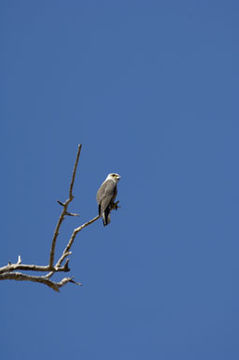 Image of Dickinson's Kestrel