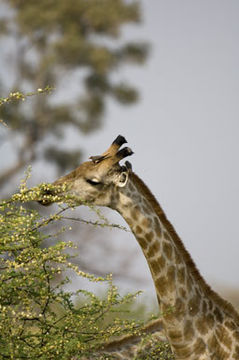 Plancia ëd <i>Giraffa camelopardalis giraffa</i>