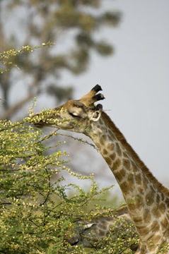 Imagem de <i>Giraffa camelopardalis giraffa</i>