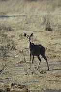 Image of Greater Kudu