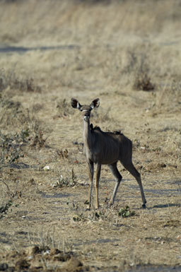 Image of Greater Kudu