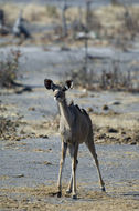 Image of Greater Kudu