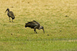 Image of Hadada Ibis