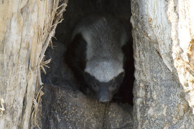 Honey Badger Animal Facts  Mellivora Capensis - A-Z Animals