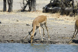 Image of Black-faced Impala