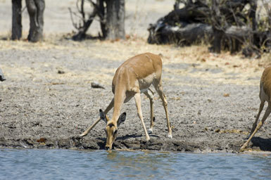 Sivun Impala kuva