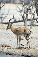 Image of Black-faced Impala