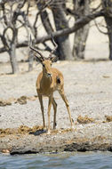 Image of Black-faced Impala