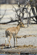 Image of Black-faced Impala