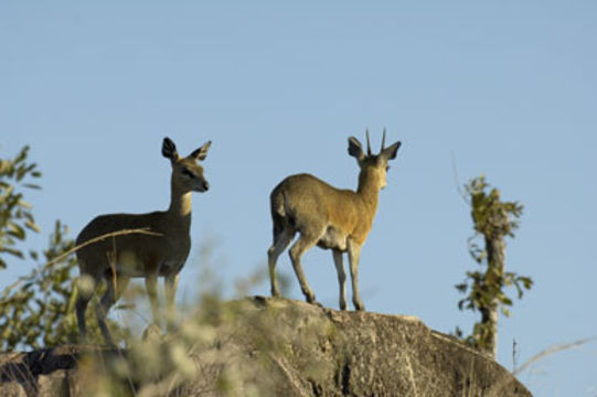 Image of Cape Klipspringer