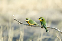 Image of Little Bee-eater