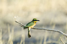 Image of Little Bee-eater